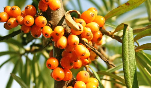 5 quirky but true facts about sea buckthorn berry