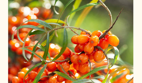 amika is now certified Clean at Sephora